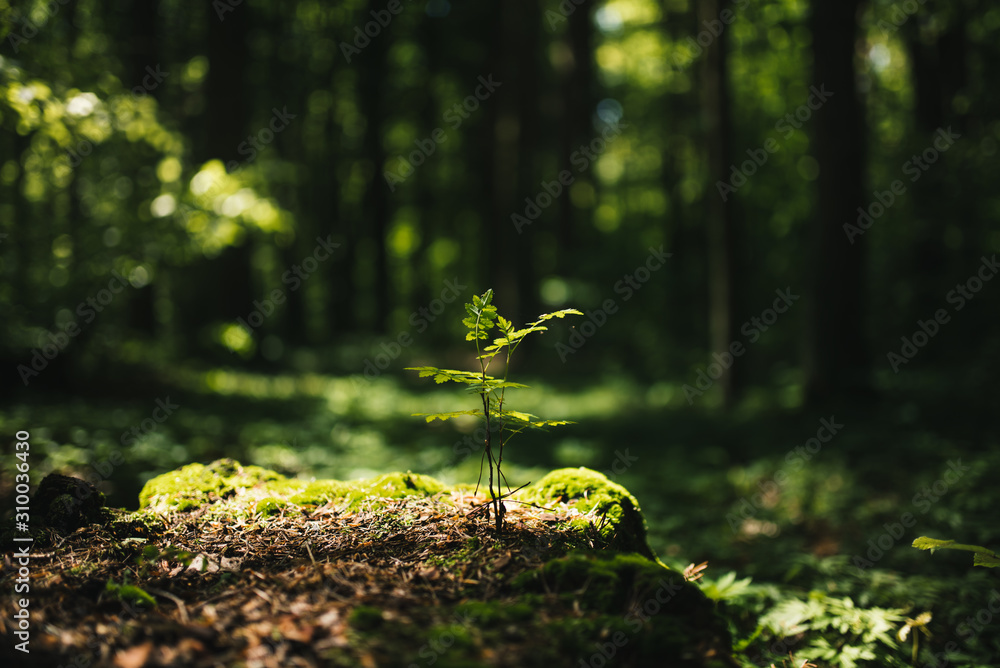 Obraz na płótnie Young rowan tree seedling grow from old stump in Poland forest.  w salonie