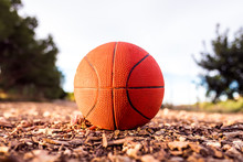 Small Basketball Ball On The Ground Of A Forest.