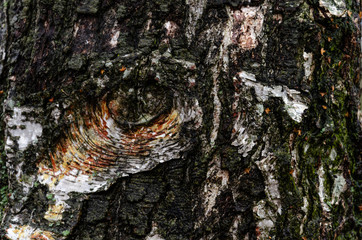 Bark of a birch close up. The texture of the wood surface. Birch grove in a picturesque nature reserve. On the bark pattern in the shape of a human eye.