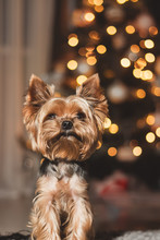 Yorkshire Terrier Dog On Bokeh Background, New Year 2020