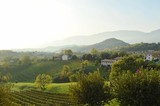 Fototapeta Mapy - Vineyard views on the Italian landscape