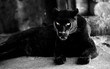 Beautiful black panther. Big cat. Animal world.