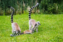 Family Of Ring-tailed Lemur Sit On The Trgrass . Lemur Catta Looking At Camera. Beautiful Grey And White Lemurs. African Animals In The Zoo