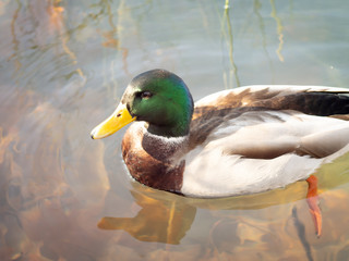 portrait of a mallard duck male in a lake