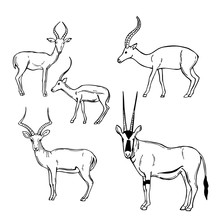 Hand Drawn African Antelopes. Vector Sketch Illustration.