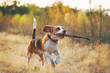 Happy beagle dog with stick in mouth running against beautiful nature background. Sunset scene colors