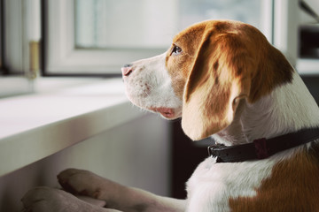 Wall Mural - Curious Beagle dog looking out an open window. What's going on out there?