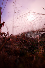 spider on web