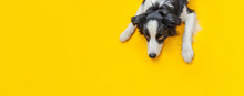 Funny Studio Portrait Of Cute Smilling Puppy Dog Border Collie Isolated On Yellow Background. New Lovely Member Of Family Little Dog Gazing And Waiting For Reward. Pet Care And Animals Concept