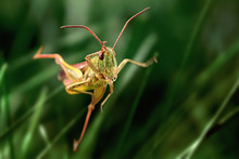 Grasshopper Jump Close Up, Insect Macro 