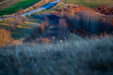 Canvas Print - Doe in the morning