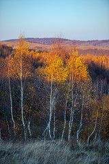 Wall Mural - November birch in the morning