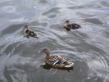 Wild Mallard Duck In A Pond