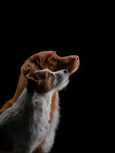 Portrait Of Two Dogs On A Black Background In The Studio. Nova Scotia Duck Retriever And Jack Russell Terrier.