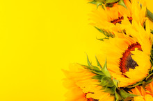 Summer Flower Conceptual Idea With Yellow Colour Sunflowers Isolated On Plain Background With Copy Space