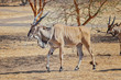 Close up photo of Giant eland, also known as the Lord Derby eland in the Bandia Reserve, Senegal. It is wildilfe photo of animal in Africa. It is the largest species of antelope.