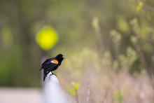 Red-winged Blackbird, Reeds Lake, Grand Rapids, Michigan