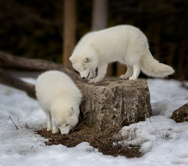 two white arctic foxes attracted by some scent