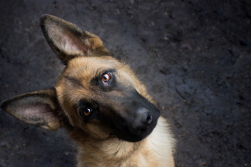 portrait of dog