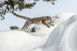 snow leopard jump