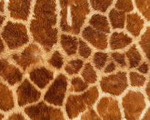 Giraffe Skin Pattern Texture Repeating Monochrome Texture Animal Prints Background