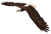 Bald Eagle Flying Isolated On White 3d Illustration