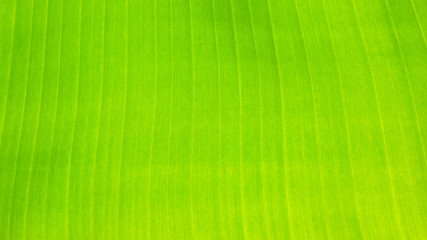 Wall Mural - fresh green Leaf texture background of banana