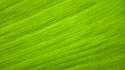 Wall Mural - fresh green Leaf texture background of banana