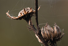 Dried Flower With Spiderweb