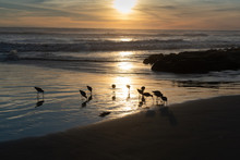 Sandpipers At Sunset