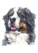 Water colour painting of Bernese Mountain Dog  041