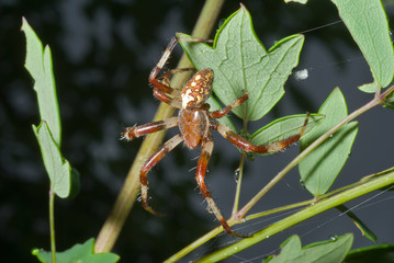 Sticker - Spider on leaf 11