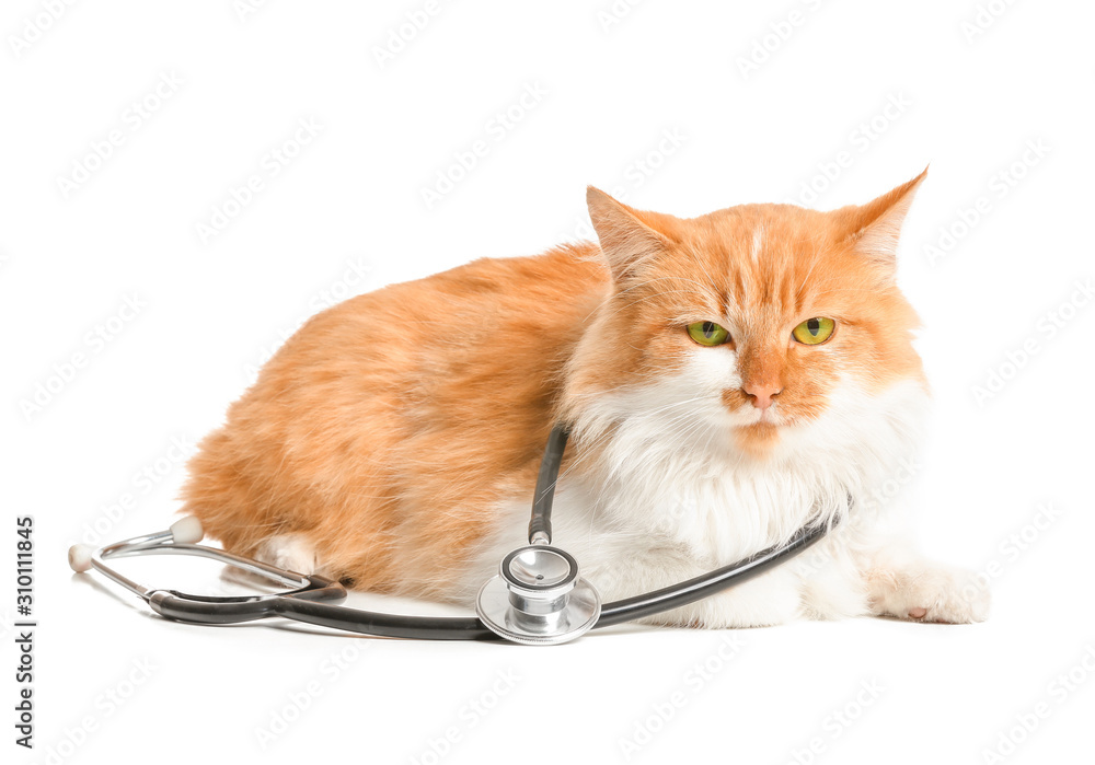 Cute cat with stethoscope on white background