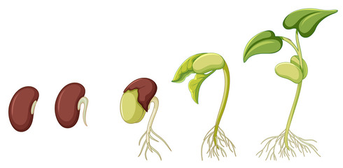 Wall Mural - Diagram showing plant growing on white background