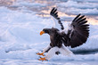 Sea Eagles at Rausu Hokkaido Japan