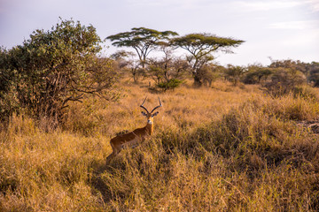 Wall Mural - Gazelle in the bush - Game drive with Safari car in Serengeti National Park in beautiful landscape scenery, Tanzania, Africa