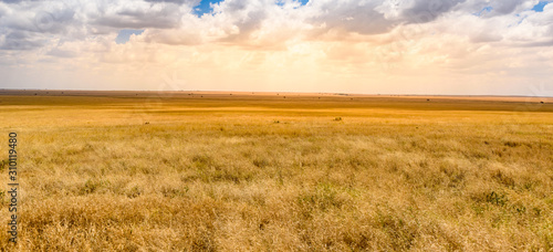 Cuadros en Lienzo Game drive with Safari car in Serengeti National Park in beautiful landscape sce