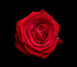 Single isolated red rose blossom macro on black background