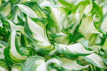Tropical Background Of White Green Hosta Leaves