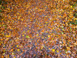 Rich carpet of orange leaves on the ground during Autumn.