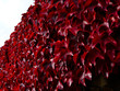 Dark red leaves growing along wall.