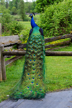 Peacock In The Park