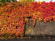Colourful red and yellow leaves growing along a brick wall.