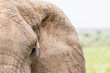 Masai Mara, Kenya. Close up of African elephant's (Loxodonta africana) eyes and top of trunk.