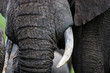 Masai Mara, Kenya. A close-up portrait of an African elephant's (Loxodonta africana) trunk and tusks.
