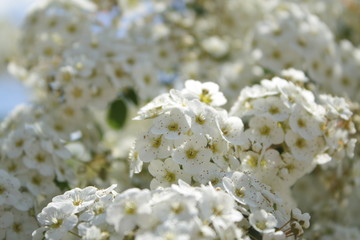 Wall Mural - sunny weather, bright colors, flower backround, branches with blooming white flowers