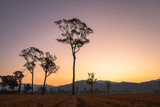 Fototapeta Sawanna - sweet sunrise above the big trees in the rice field during harvest season.
