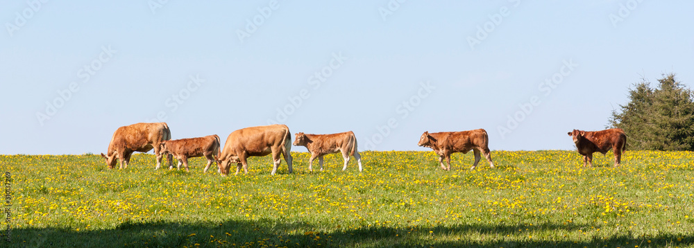 Herd of Limousin beef cattle in a spring pasture with cows, bullocks ...