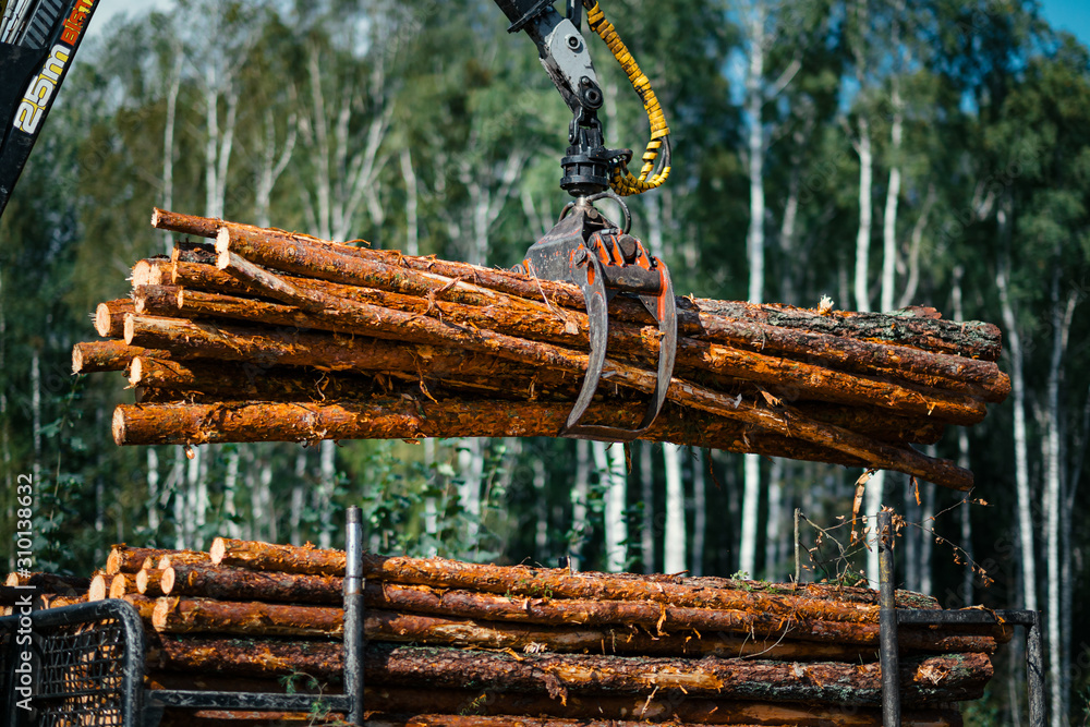 Forestry forwarder is loading logs in a pile in forest - obrazy, fototapety, plakaty 