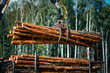 Forestry forwarder is loading logs in a pile in forest